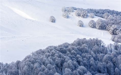 Snowy Slope Winter Snow Forest Snowy Trees Mountains Winter