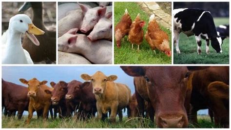 What Is Livestock Farming Upvey