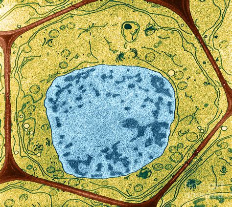 Maybe you would like to learn more about one of these? Typical Plant Cell Photograph by Omikron