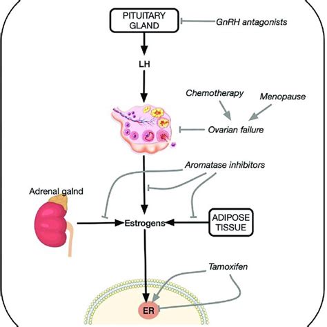Physiopathology Of Steroidal Hormones Production And Regulation