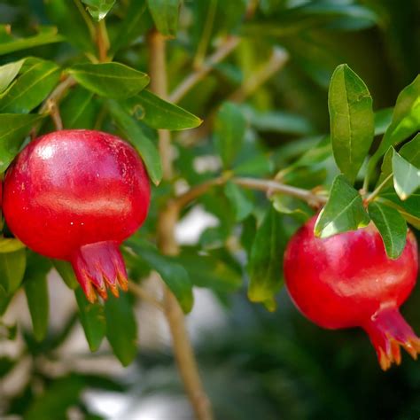 Pomegranate Wonderful Punica Granatum Wonderful Cape Garden Online