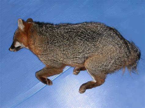 Four Gray Foxes Submitted To The Cwhc Quebec For Examination In March