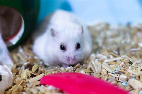 Dwarf Hamster Facts And Care Tips Pet Comments