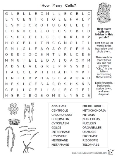 11 Printable Cell Worksheets Pics