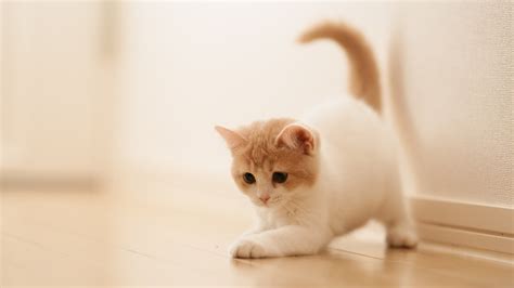 Using these cute whatsapp status you can easily make your profile appealing. Top cute cat images/dp - Whatsapp status