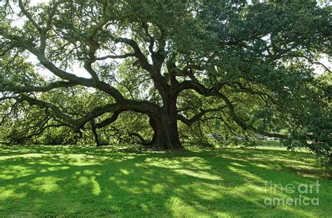 The Emancipation Oak Tree Photograph By Ava Reaves Fine Art America