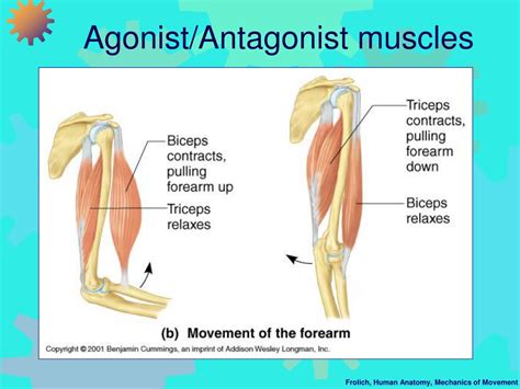 Ppt Mechanics Of Movement I Muscle Force And Action Across Joints
