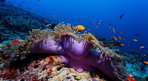 10 Best Snorkeling Maldives Resorts Explore The Indian Ocean