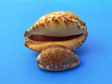 Free Photo Snail Molluscum Marine Sea Shells Sea Snail Marine