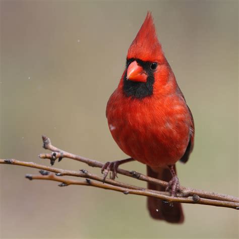 Northern Cardinal With Snowfall Howard Cheek Photography