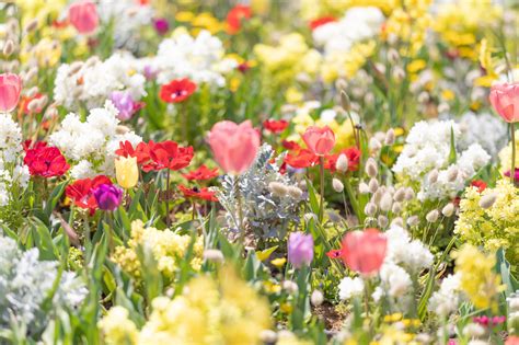 春に咲く花10選 ～たくさんの花々に囲まれて思いっきり春を感じよう～ For Your Life
