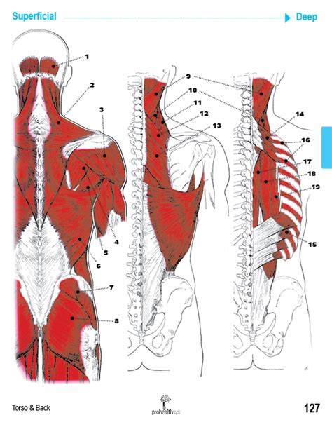 Muscle Manual Anatomy Cards