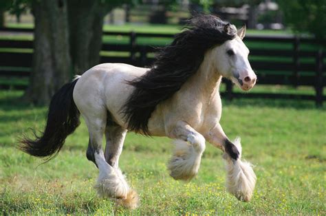 Gypsy Vanner Horses