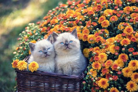 Cute Little Kitten With Yellow Daisy Flowers Stock Photos Pictures