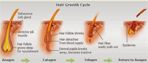 So in a year, it'd grow 5.703 inches per year. The long and short of hair growth - Right Ringlets