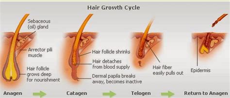 Learn how i'm using growth factors and a dermaroller to regrow my hair. The long and short of hair growth - Right Ringlets