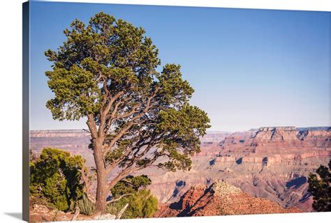 Pinyon Pine At Grand Canyon National Park Arizona Wall Art Canvas