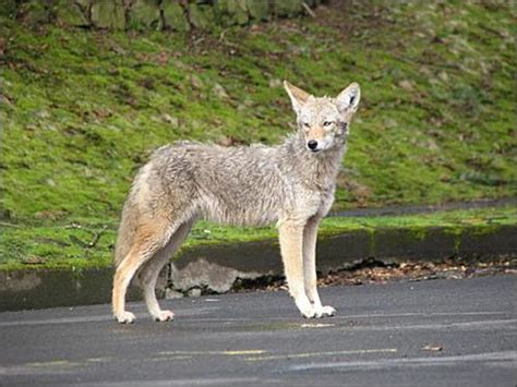 Living With Urban Coyotes City Of Sherwood Oregon