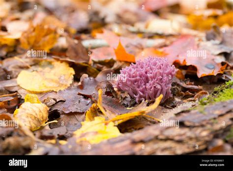 Violet Coral Fungus Stock Photo Alamy