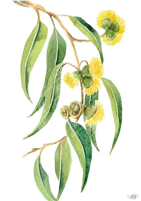 Eucalyptus Botanical Printable Clipart Marmarclipart
