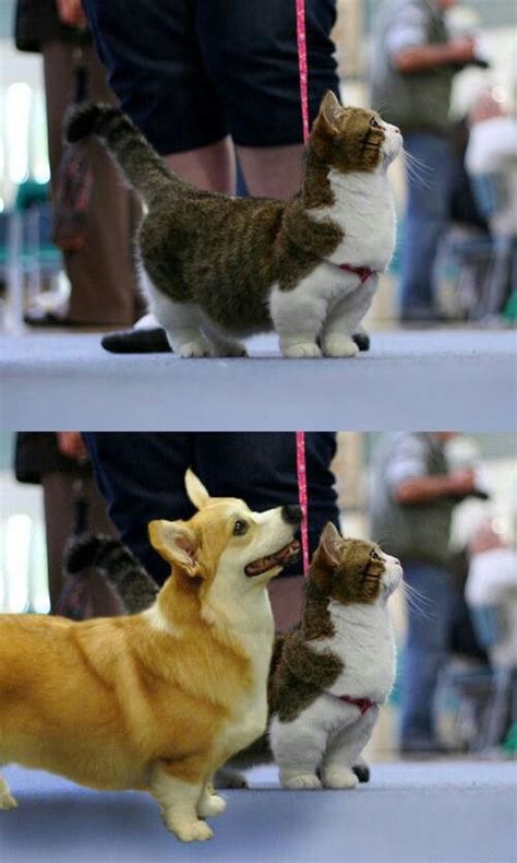 Corgi And Munchkin Cat What A Terriffic Catlove Those Chubby