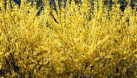 Buy flowering hedging plants online direct from our uk nursery. How to Grow Forsythia for Privacy Hedges | Garden Guides