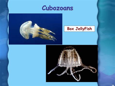 Ppt Cnidarians And Ctenophorans Powerpoint Presentation Free Download