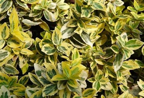 Alberi da giardino con fiori come il profumatissimo e decorativo clerodendron (che non è un sempreverde ma regala fioriture tardive che durano tutto l'autunno), . Piante sempreverdi da balcone - Piante da terrazzo - Come ...