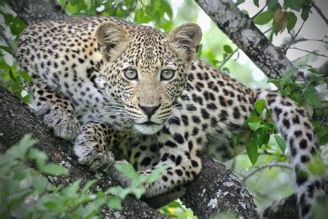 African Leopard How To Spot Leopards On Safari African Budget Safaris