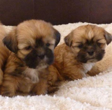 Read fun facts about shih tzus. Shih Tzu/Lhasa Apso Mix Puppies for Sale in Denver ...