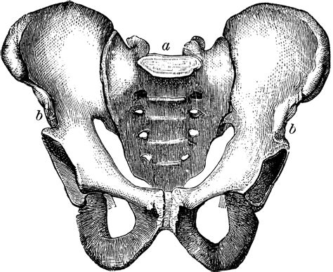 Clipart Pelvis 10 Free Cliparts Download Images On Clipground 2021