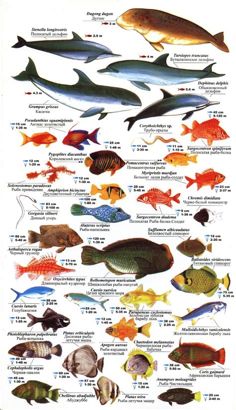 Red Sea Fishes Fish Chart Fish Illustration Sea Fish