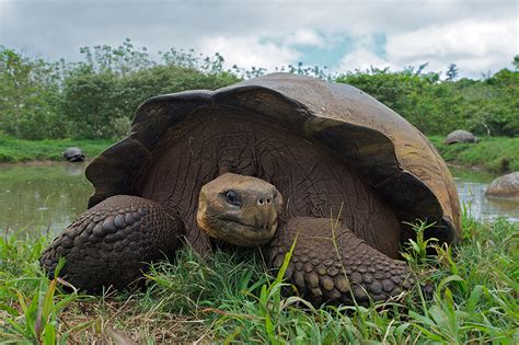 Galápagos Giant Tortoise Sean Crane Photography
