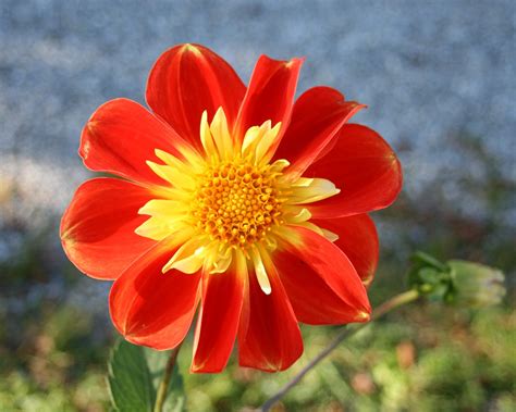 Orange Dahlias Flowers Free Photo On Pixabay Pixabay