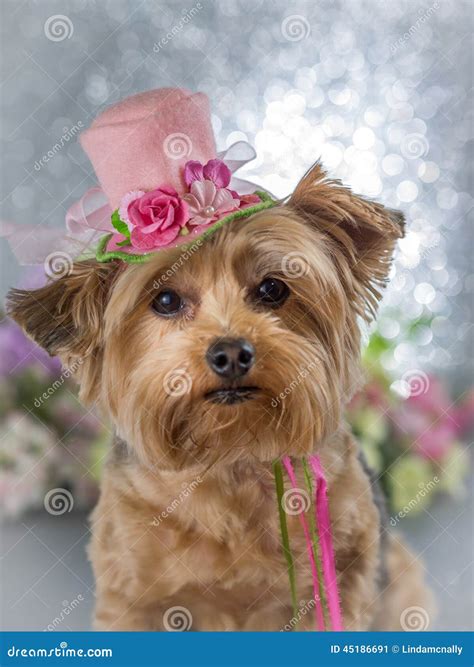 Yorkie Wearing Flowered Top Hat Stock Image Image Of Doggy Mini