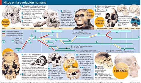 Hitos En La Evolución Humana Historia De La Anatomia Evolución