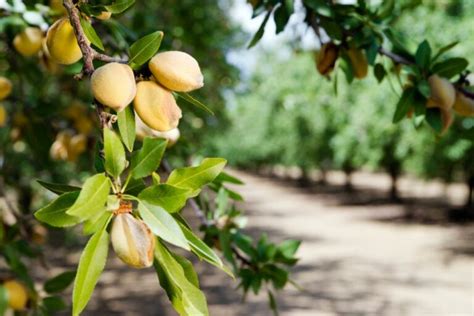Almond Tree Care How To Grow And Harvest Almonds