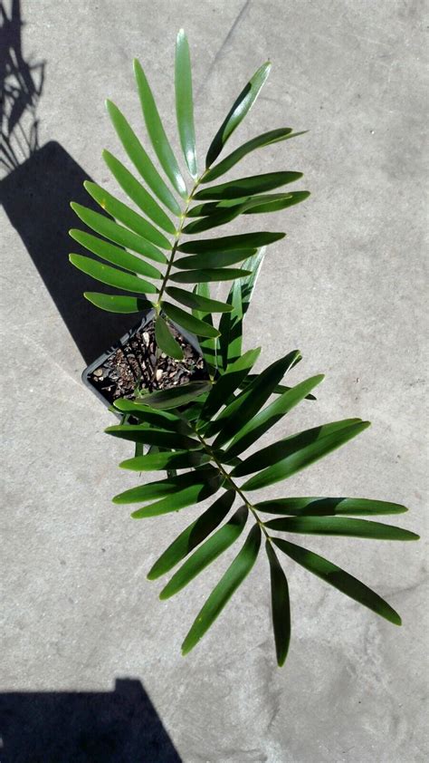 Cycad Zamia Integrifolia 3 Year Old 3 Leaf Seedling Ebay