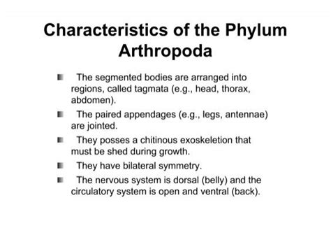 Characteristics Of The Phylum Arthropoda