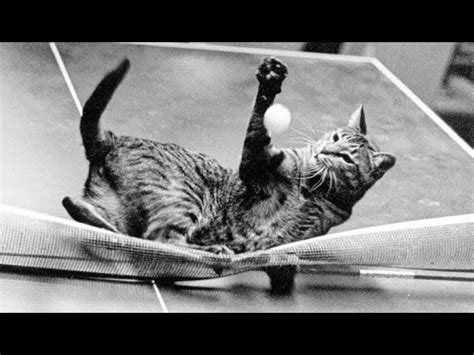 Funniest Cats Funny Cat Playing Ping Pong Compilation World Cat Comedy