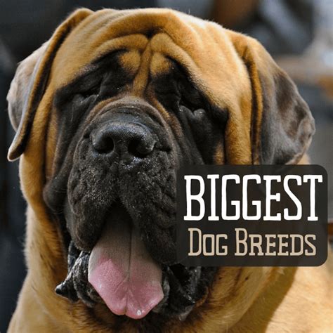 Top 10 Largest Dog Breeds We Are The Pet