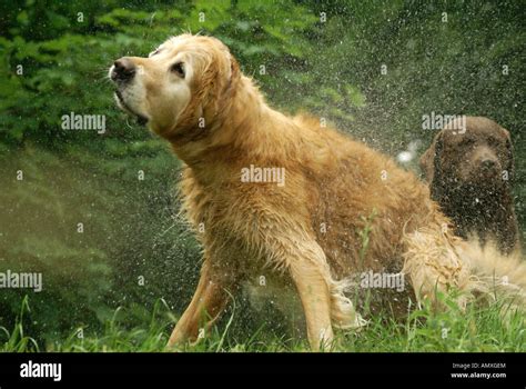 Close Up Of Golden Retriever Shaking Off Water Stock Photo Alamy