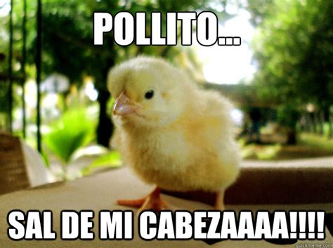 Pollito Pio Memes Quickmeme