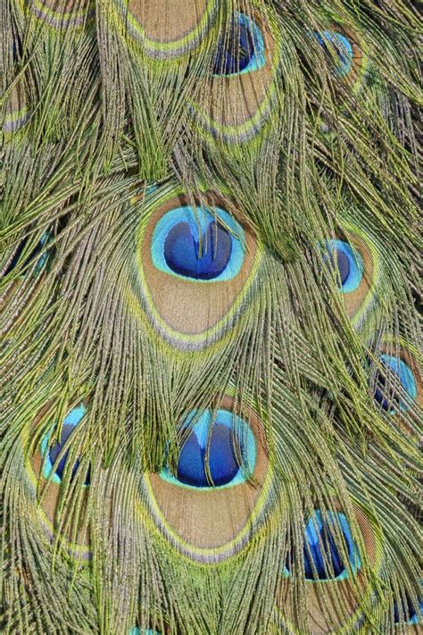 Close Up Shot Of A Beautiful Peacock Fan Stock Image Image Of