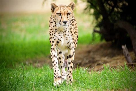 Cheetah Encounter At Werribee Open Range Zoo Triphobo