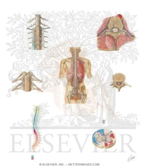 This diagram shows the components of the central nervous system. Central Nervous System: Spinal Cord