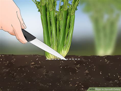 How To Harvest Celery 12 Steps With Pictures Wikihow