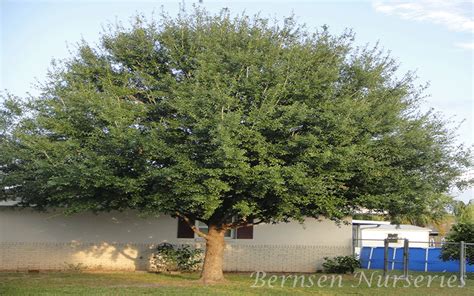 LAUREL OAK TREE NAPLES