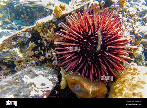 Sea Urchins Echinoids Echinoidea Sea Urchin At Sea Bottom Norway
