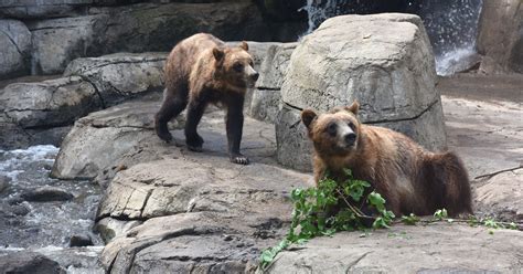Fortress Of The Bears Exhibit Opens At The Great Plains Zoo